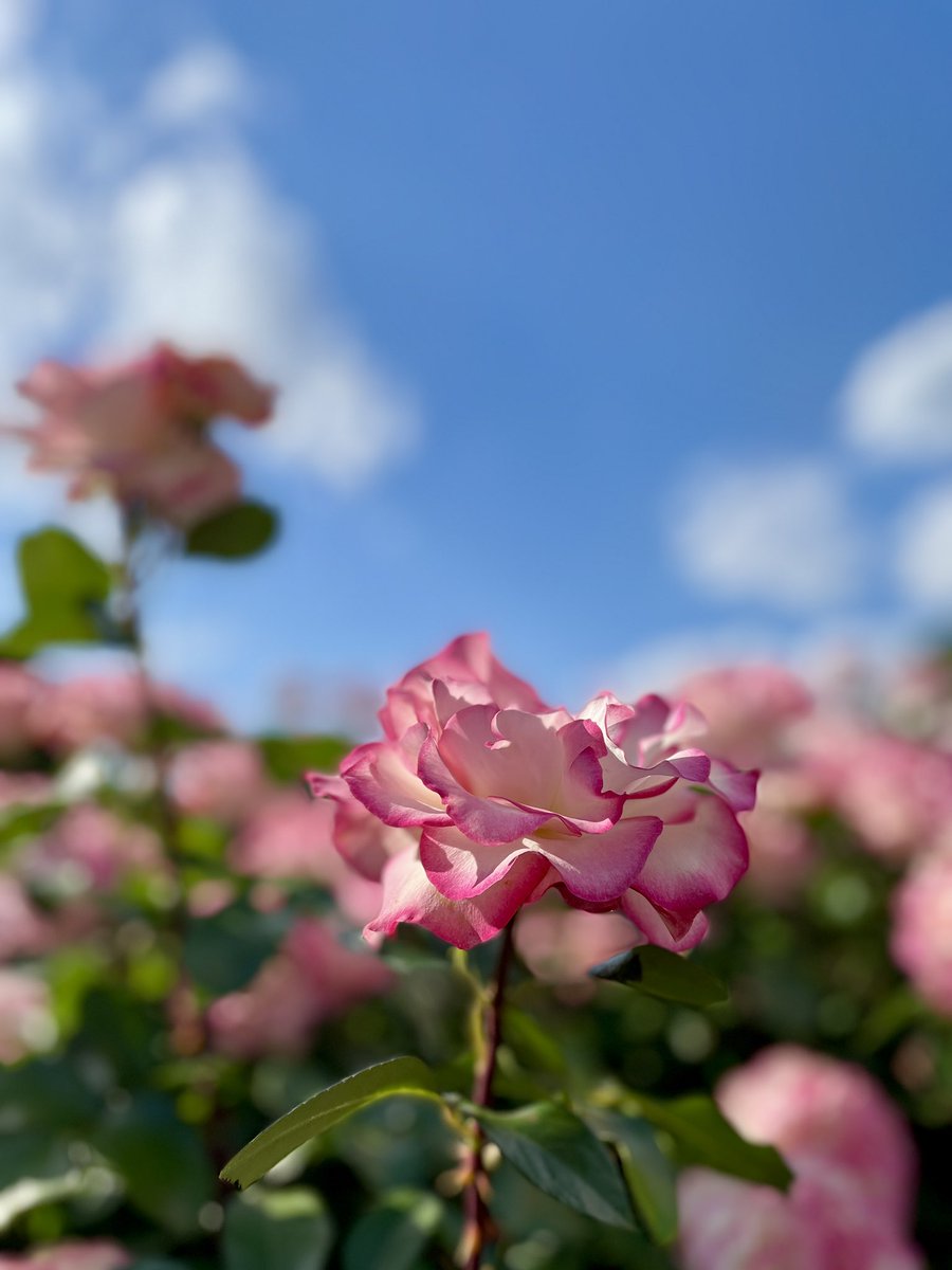 Bird_0427's tweet photo. 与野公園のばらまつり
今年もばらの香りいっぱいで良きでした🌹 https://t.co/0P7gg8pSMg