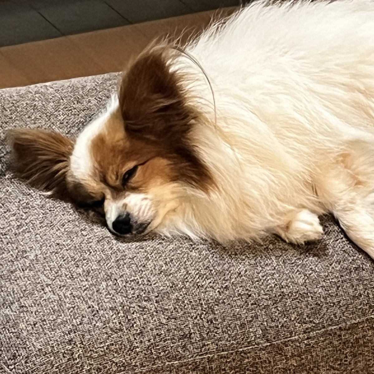 SABONN5's tweet photo. いっぱい遊びすぎました… https://t.co/iO0lWZ2sqR