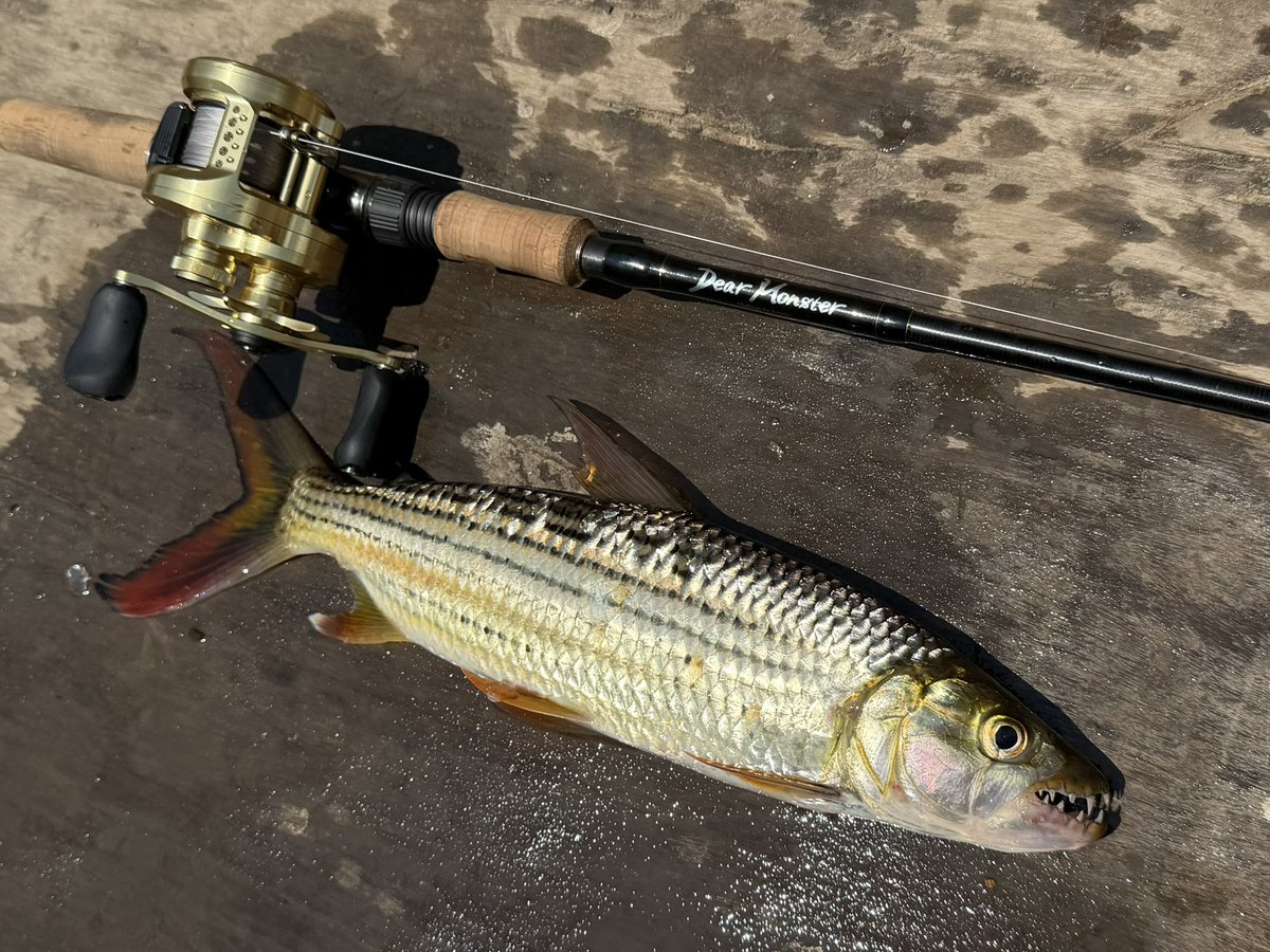 tarzanfishing's tweet photo. 支流との合流でスピナー投げてたらヒットした可愛いムベンガ。小さくても初めての魚種は嬉しいもの。

#ムベンガ　#タイガーフィッシュ #熱帯魚　#アフリカ　#モンスターキス　#MX_6 https://t.co/zfrk7PNF0I
