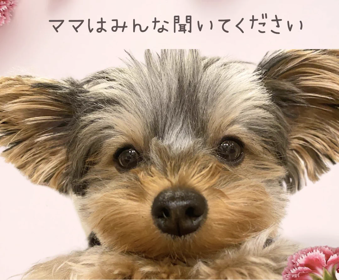 ヒノエとつくねママです。　ヨーキーちゃん フクのキロク on X: 