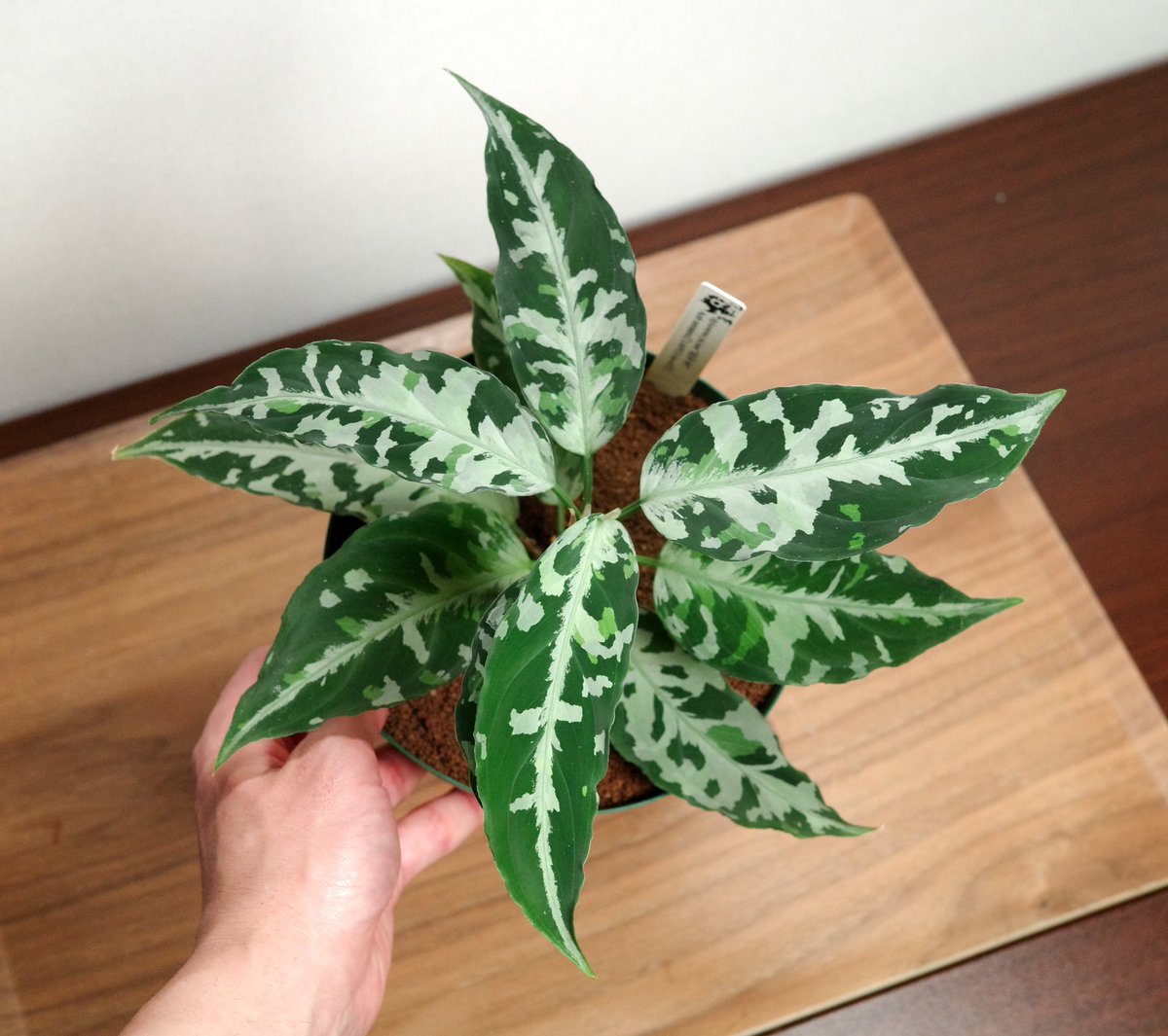 PEDRO_0821_'s tweet photo. 氷輪白鵠【LA00-f1-7/14】
鏡華-阿【LA0913-1ss-wf1】

#aglaonema  
#アグラオネマ  
#LA便 https://t.co/IQFyTw5m97