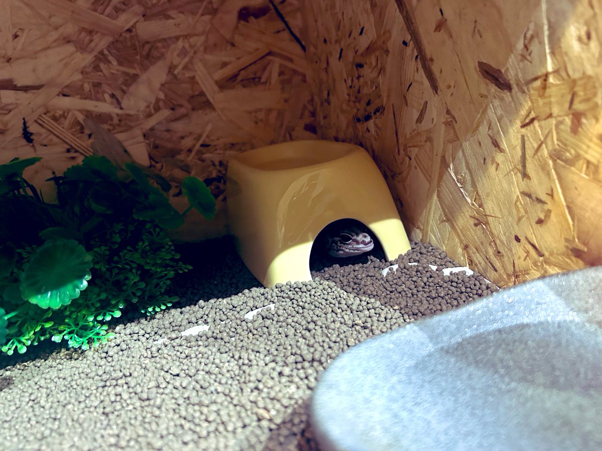 たま tweet media
