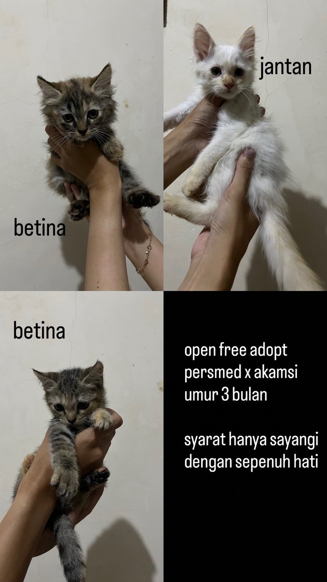 dedevDV's tweet photo. halo teman-teman open free adopt, syarat hanya sayangi dengan sepenuh hati. sudah pe dan pup di literbox. bisa dm ya, malang sawojajar @infomalang #adoptkucingmalang https://t.co/ST4IzaKbxe