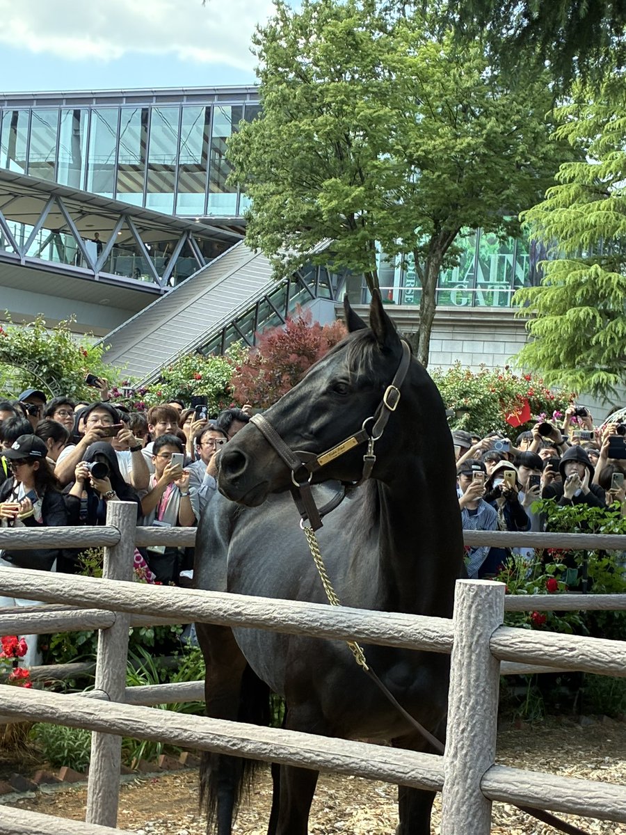 🏇競馬ランナー🏃牡馬34 tweet media
