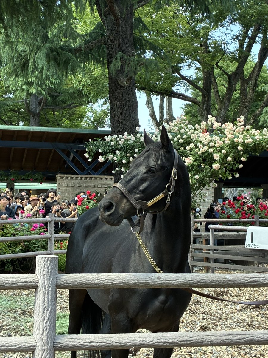 🏇競馬ランナー🏃牡馬34 tweet media