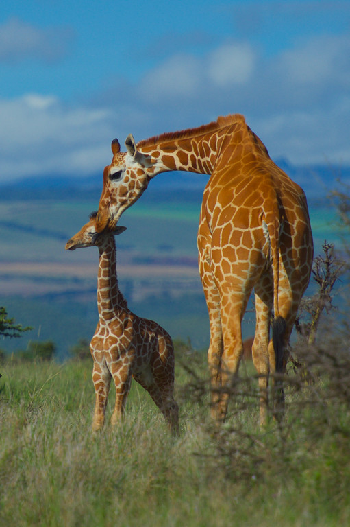 Lewa Wildlife Conservancy tweet media