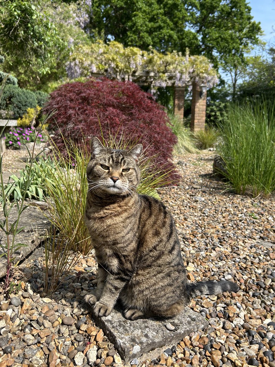 🇺🇦 Jackie (& Hari 😺) Stephen tweet media