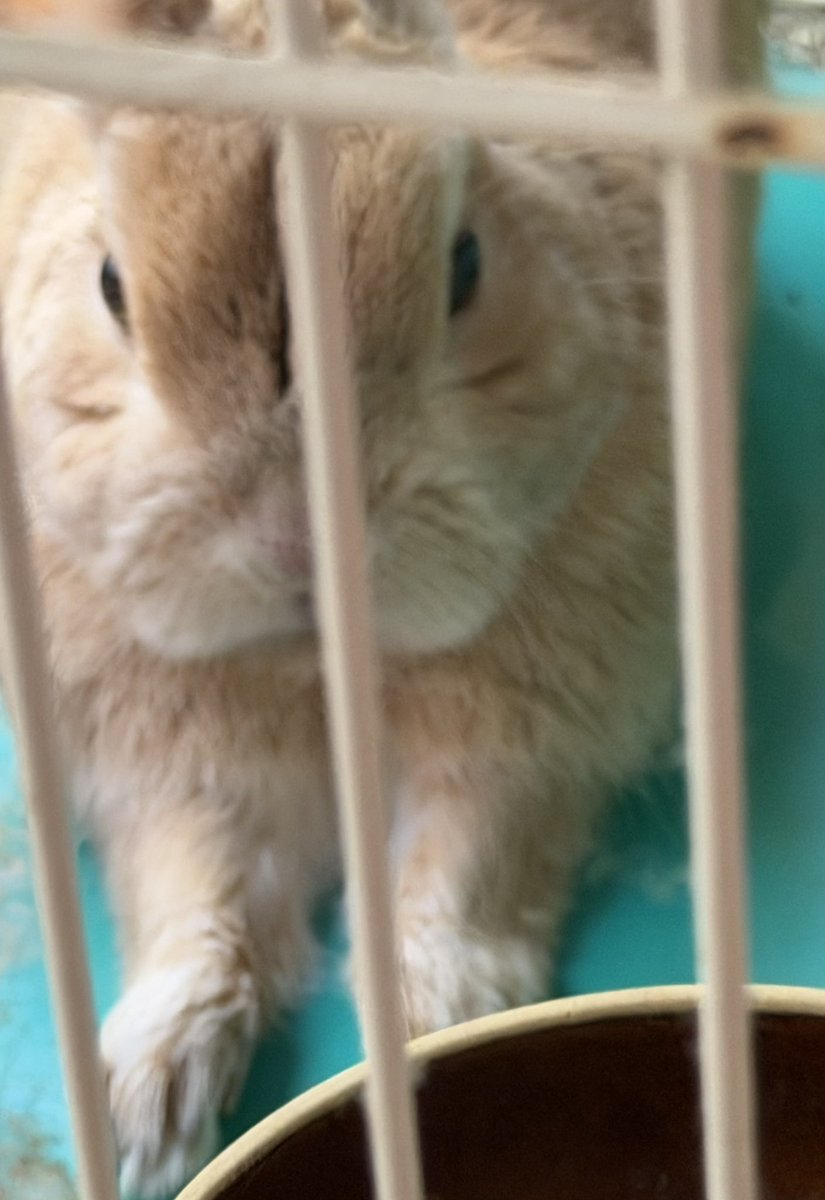 今日の🍆
前ならえで寝転んでいる