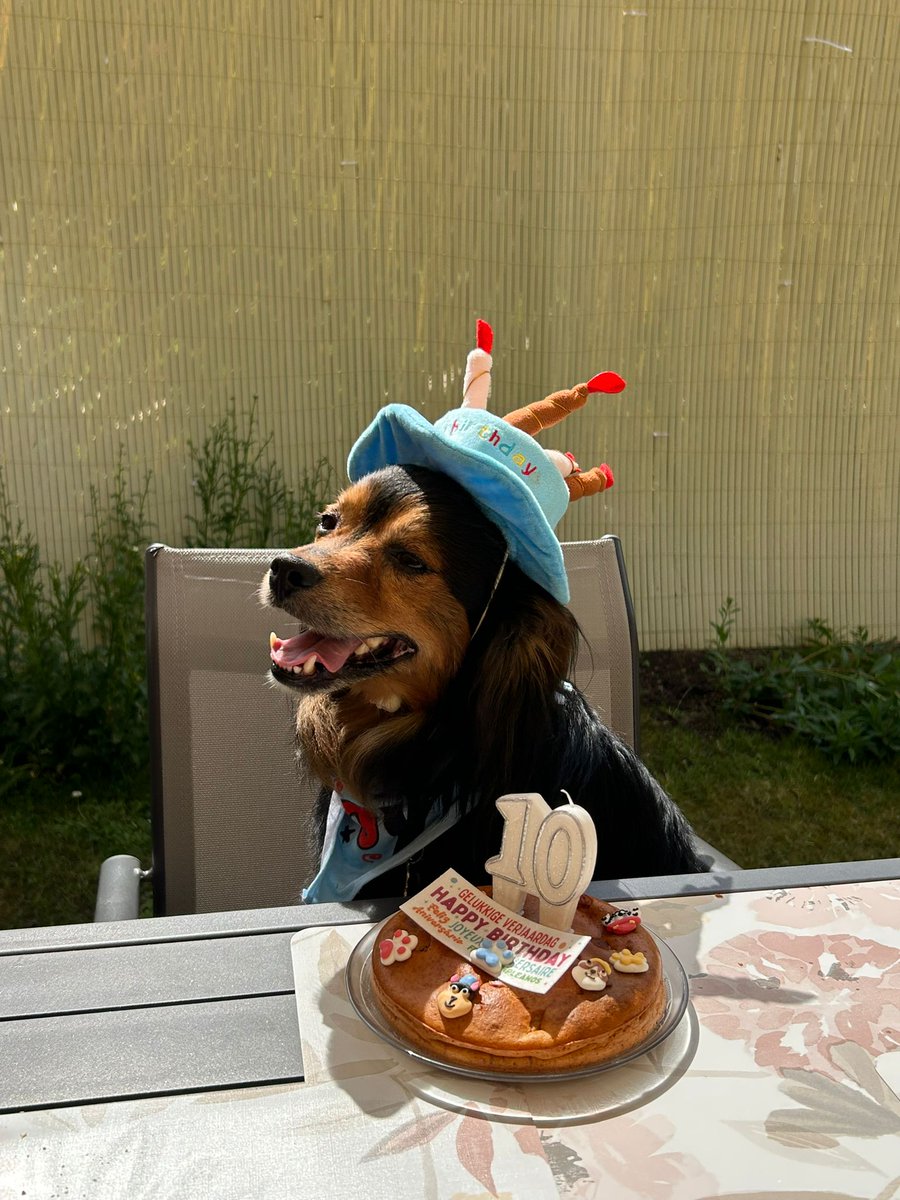 laurent27100's tweet photo. Joyeux anniversaire à notre adorable Moka qui fête ses 10 ans aujourd’hui 🎂🐾
10 années de bonheur, de câlins et de souvenirs inoubliables ❤️
#JoyeuxAnniversaire #Moka #10Ans #HappyBirthdayMoka #Chien #CompagnonDeVie 🎉 https://t.co/HEE603fDCH