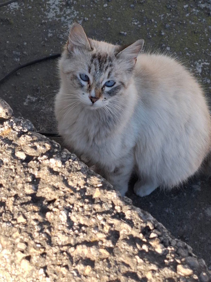 ¿Alguien que pueda recibir a esta gatita?

Tuvo gatitos y todos desaparecieron,y ahora está en la calle y lo corren de todos lados.💔

Si alguien puede tomar su caso la podemos trasladar.🙏🏼

CDMX.