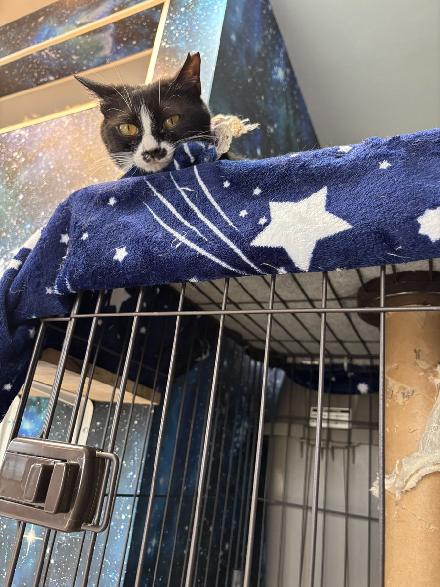 昨日は、久々に拝啓ねこ様に行ってまいりました 新ニャンに三毛猫