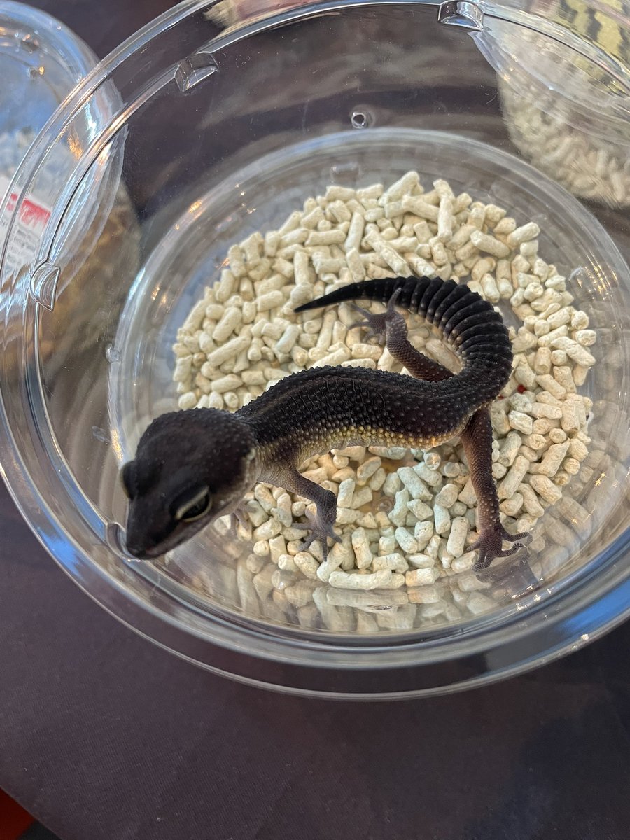 Easy Love Gecko.(y.higashi226) tweet media