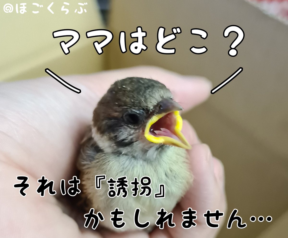 ほごくらぶ tweet media