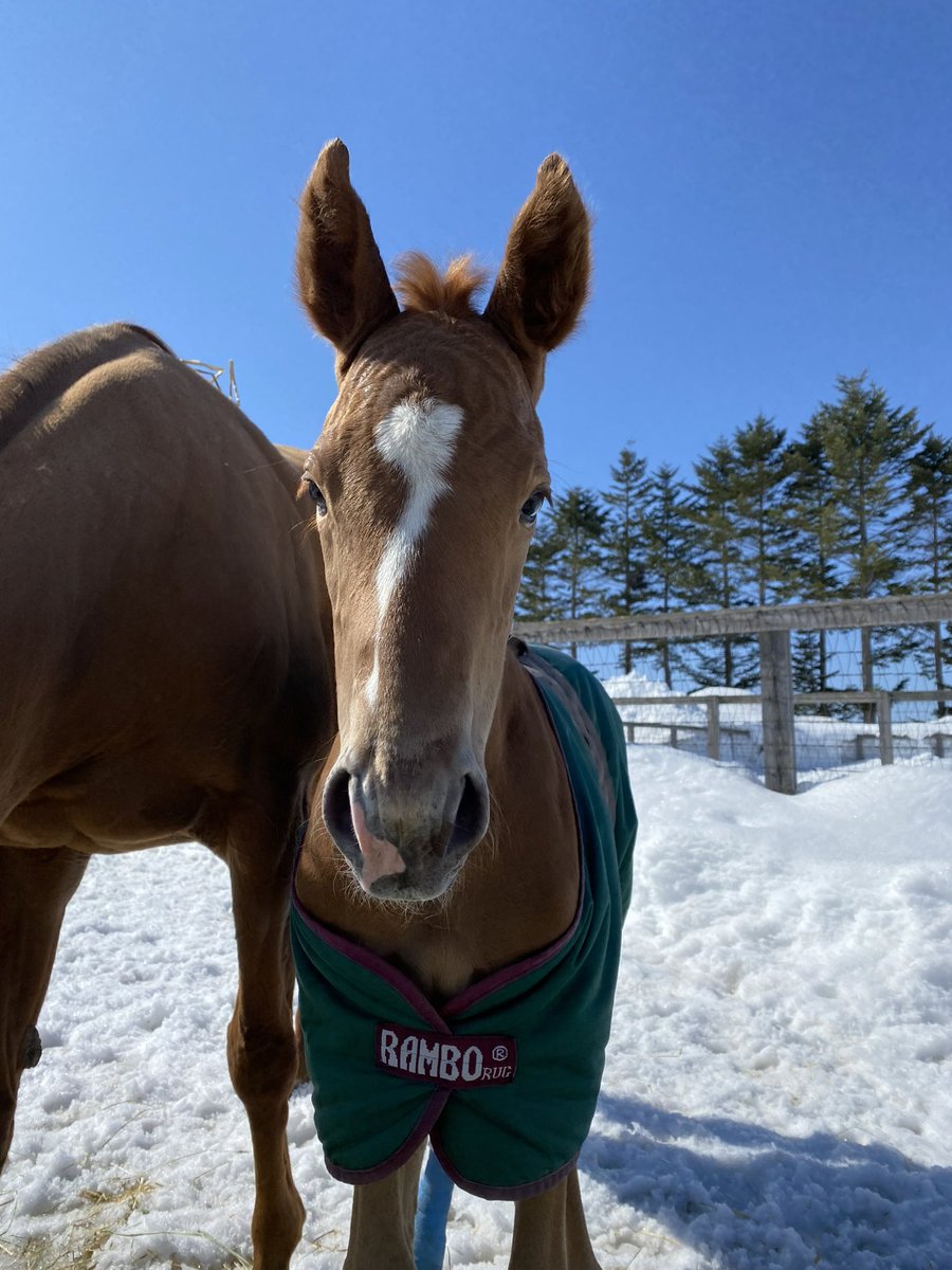 villa_lake's tweet photo. 東京8Ｒを
レッドキングリー
が、ゴール前に差し切って勝ってくれました！！

母　レッドエルザ
父　サートゥルナーリア

産まれた時から
『すごく良い子が産まれてくれた！』
と、テンションが上がる素晴らしい馬体でした✨

優しい優しいエルザママの子供達は、みんな素晴らしい子供達です。
エルザっ子の男の子は、みんなヤンチャで元気いっぱいの子ばかりです。
もちろんキングリーも、なかなのヤンチャ坊主でした。

2歳で新馬勝ち、その後喉の手術などで時間はかかりましたが、待望の３勝目です✨

まだまだこれから！
キングリー👑のこれからを楽しみにしています✨

関係者の皆様、おめでとうございます！

ちなみに今朝の弟くん、お友達の下で爆睡😪しておりました💤
父はキタサンブラックです✨