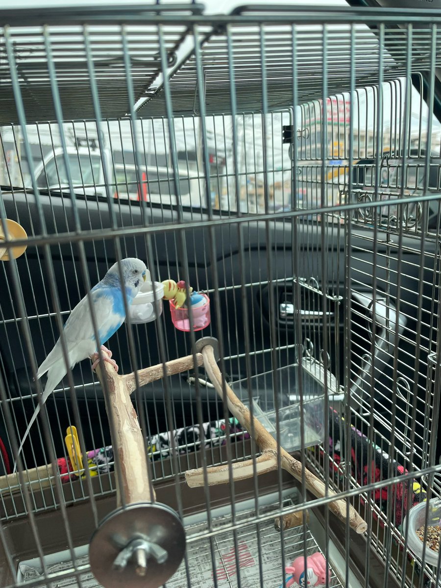 takahide_akimo's tweet photo. ODEKAKE🦜🚙
#セキセイインコ https://t.co/CtGTOyzDJJ