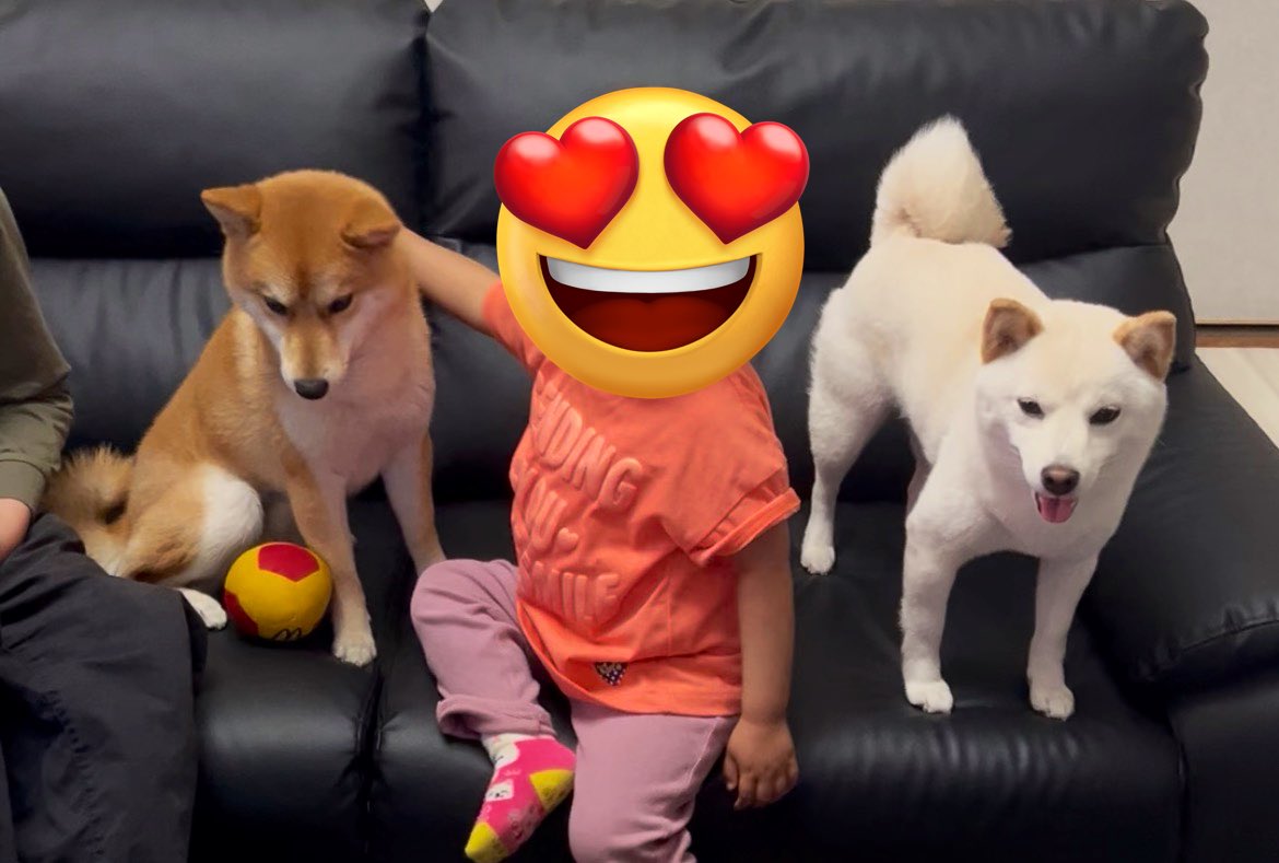 姪っ子が遊びにきてたよ🐕🐕 犬に囲まれてとても嬉しそうだった😂