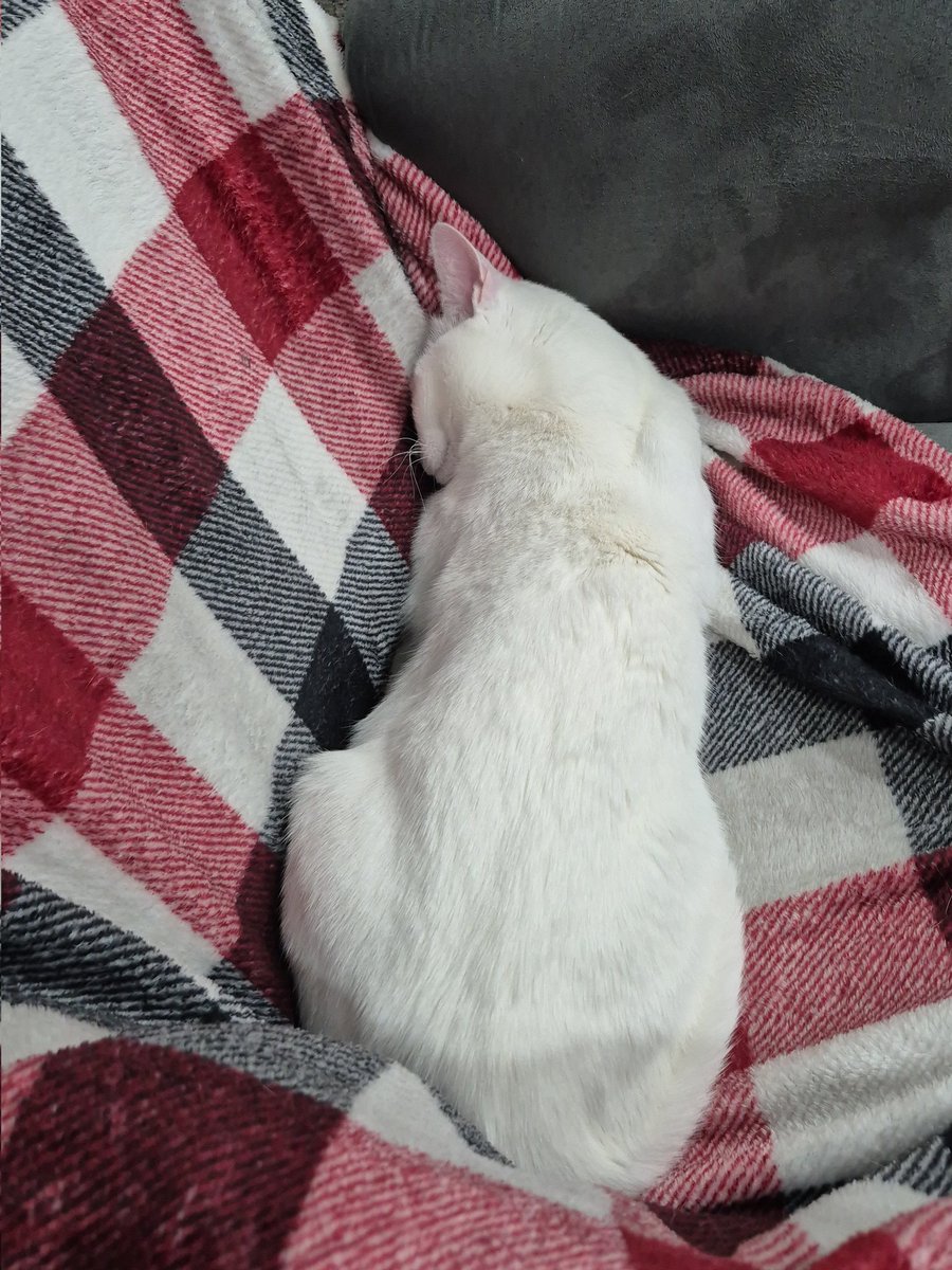 White Cat Hobbies tweet media
