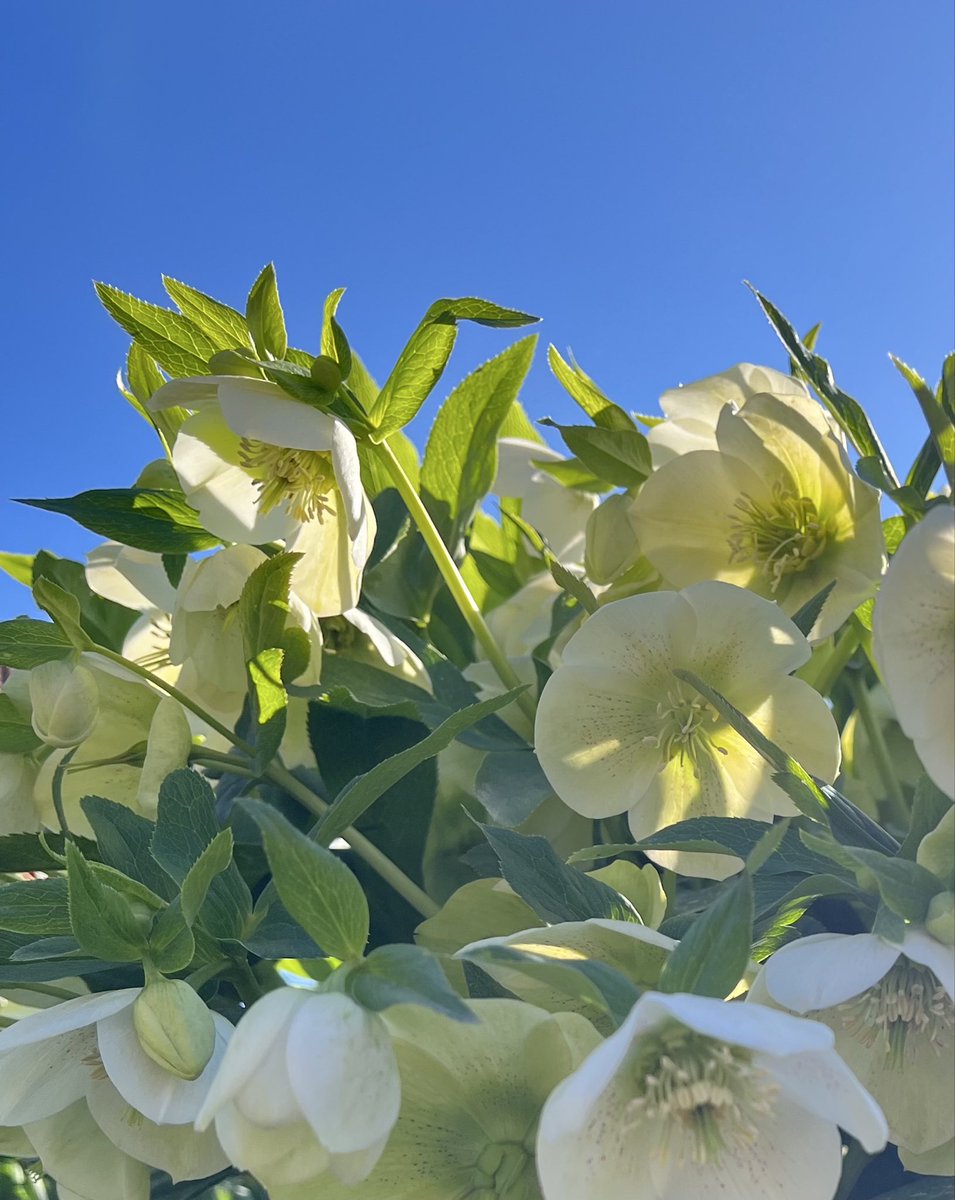 tonyrjonsson's tweet photo. Buongiorno ☀️🌸🌿

… auguri a tutte le mamme 
  … e tutte le donne 
    … vi rendete il mondo più bello 💞

Buona domenica 🤗

#LeMammeDelMondo
#10maggio 
📸 Parco botanico Göteborg 04/25’ https://t.co/6ahAx5fJSH