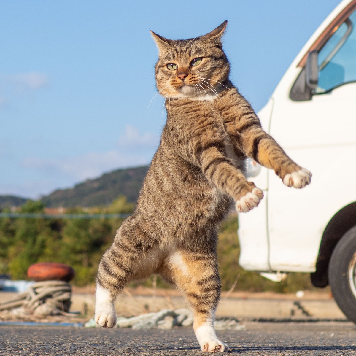 sakata_77's tweet photo. マイケルジャクソンのスリラーのバックダンサーの練習に明け暮れるドラ猫が可愛すぎる https://t.co/0dekZqnPsv