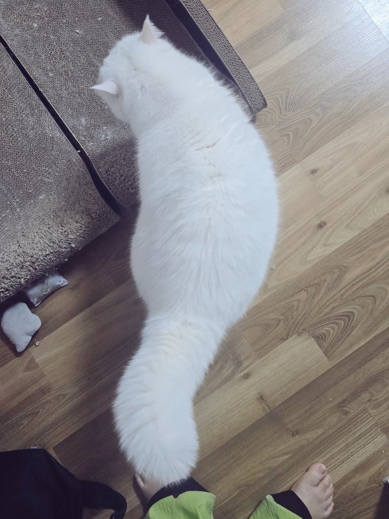 CAT_DLDG's tweet photo. 간만에 두툼꼬리 된 우리 덕구 https://t.co/jCcVk4EZbD