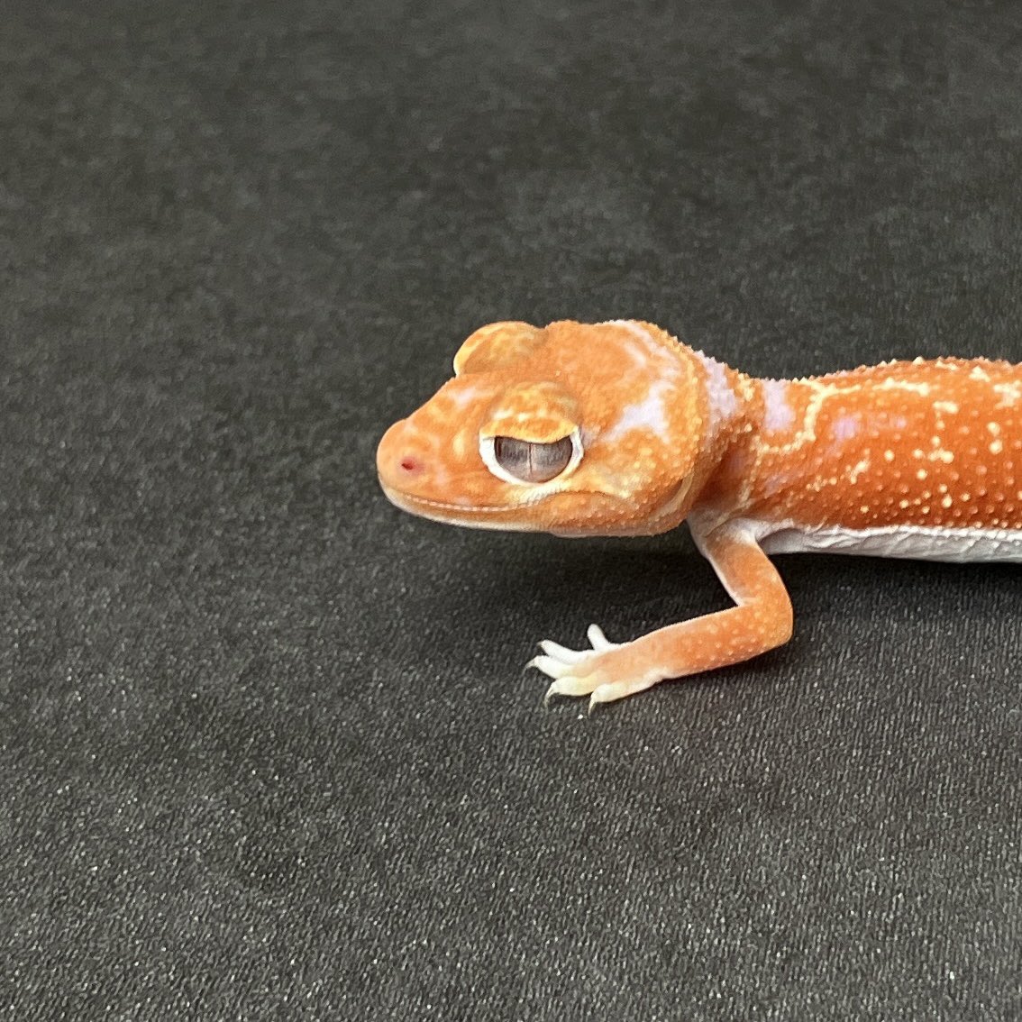 木の根、爬虫類の巣。 SHN REPTILES 3.0💮 (@SHN_reptiles) / Posts / X