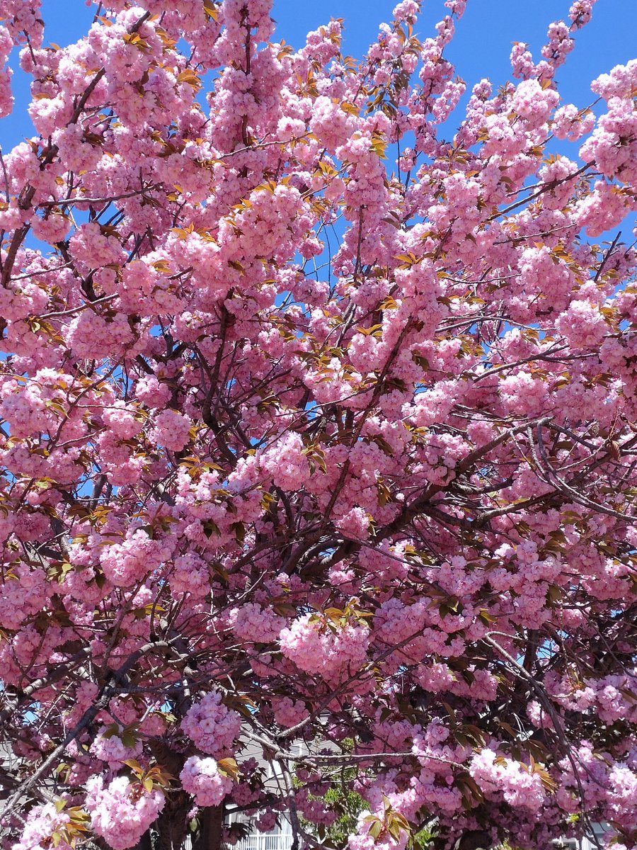 PRoS_aTmatR's tweet photo. いい天気だった。そろそろ桜も終盤だね。 https://t.co/qip3f1j8lc