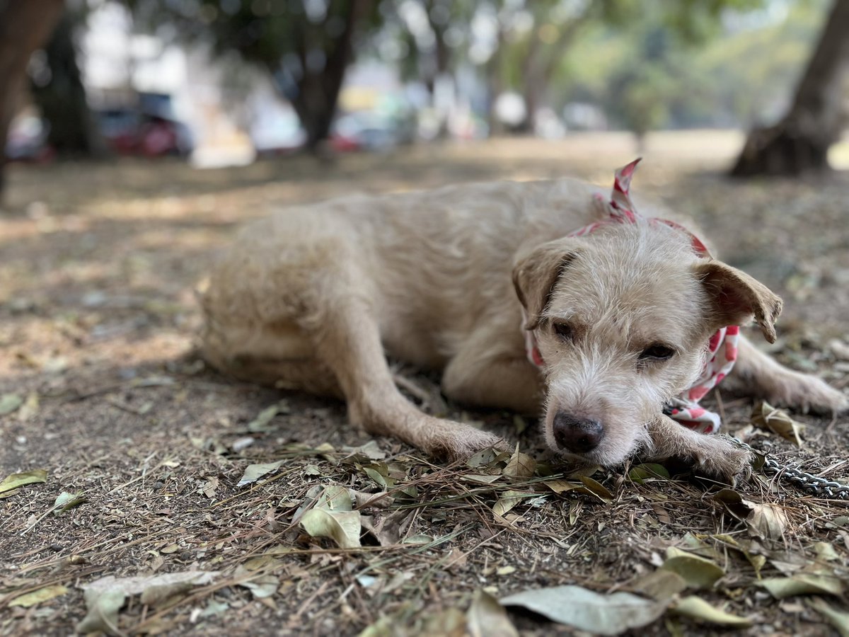 HELA_MORE's tweet photo. Ya no queremos que Lalito sigue triste,necesitamos una familia para él.🥺

Estamos en CDMX. https://t.co/QYydARuI4W