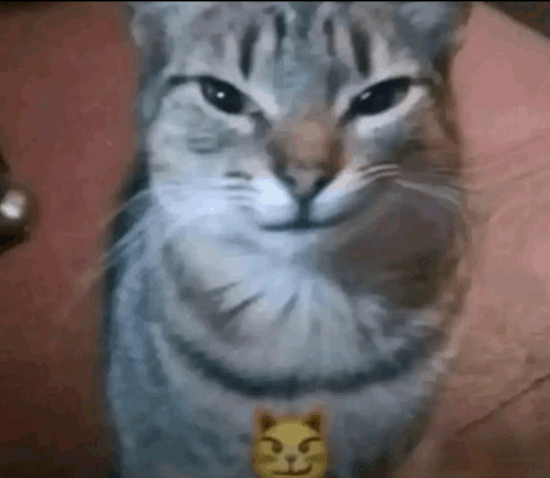 ᅠ ᅠ⁽ ˡᶦᵗᵗˡᵉ ⁾ 𝐥𝐢𝐨𝐧𝐡𝐞𝐚𝐫𝐭 , tweet media