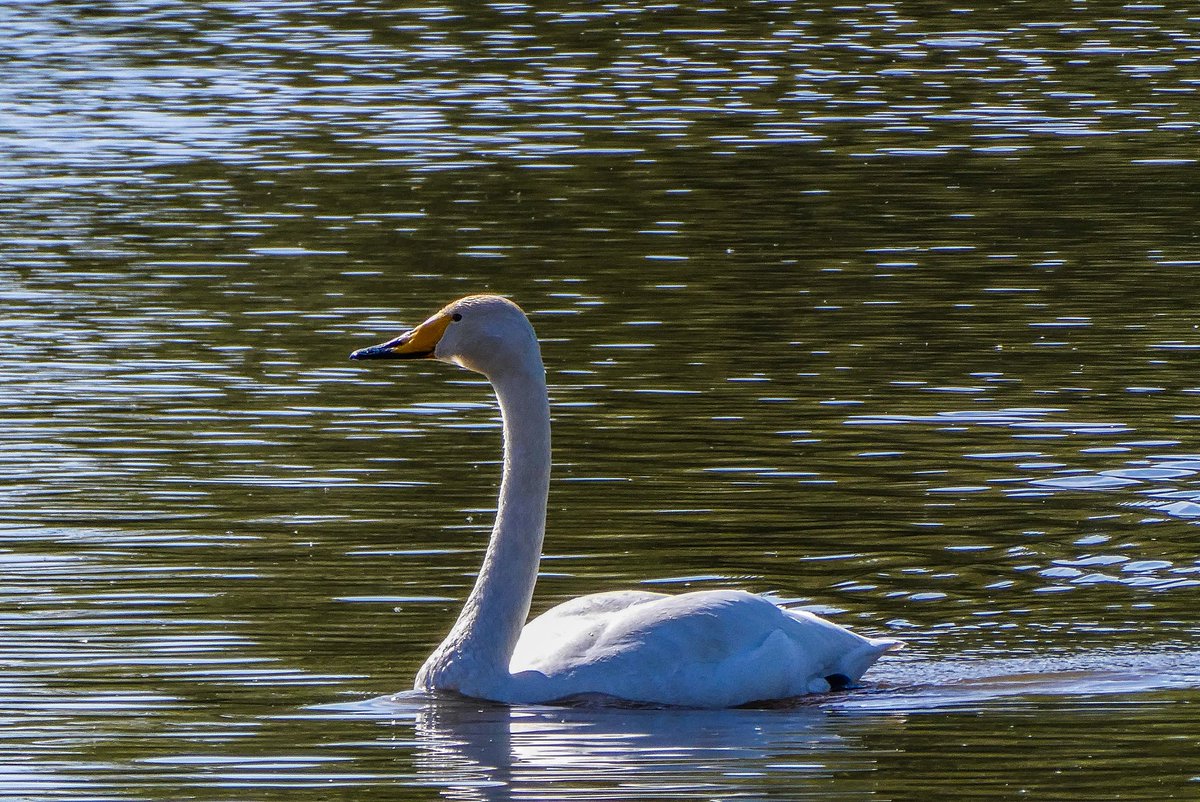 LisavonSteijern's tweet photo. Good Sunday morning
Did meet this whooper swan yesterday
#flyinge #photofrommyheart https://t.co/2gDzlHim0n