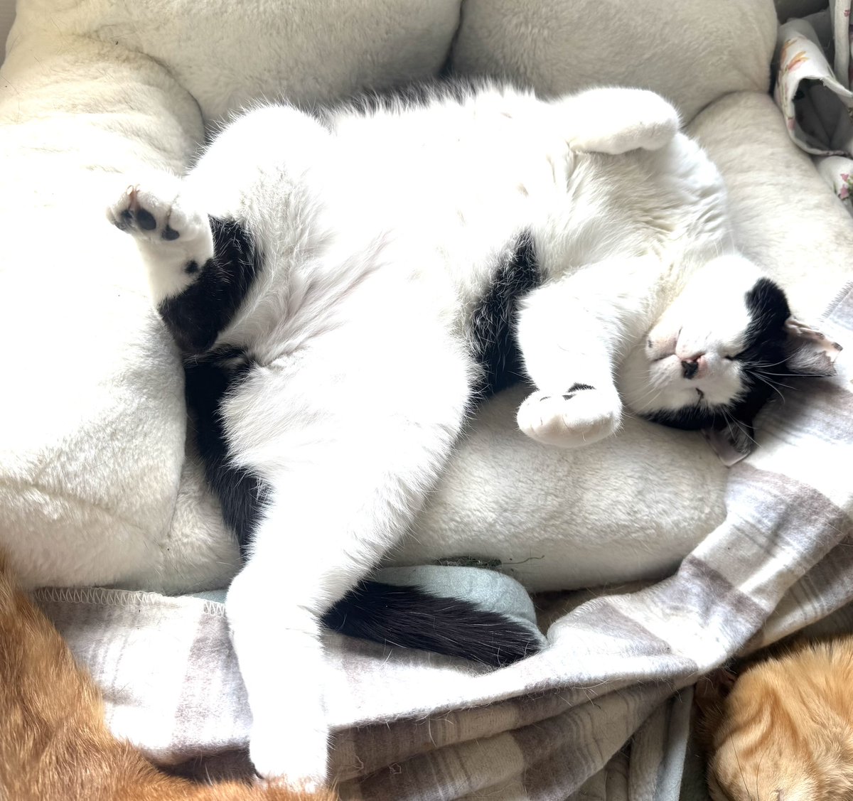 ねこうらら【公式】 tweet media