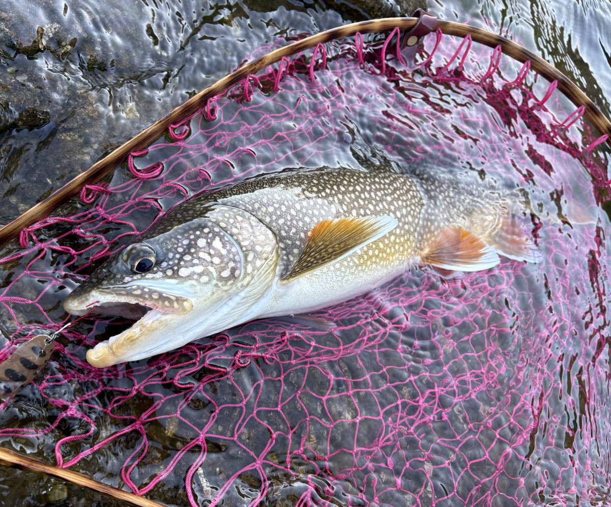 Tetsu angler tweet media