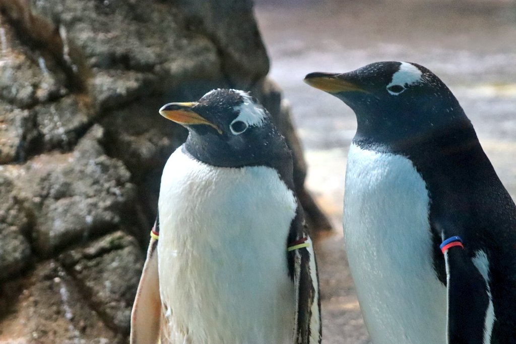 M3BeaGLV7Npplc3's tweet photo. オメメパッチリジェンツー
#長崎ペンギン水族館 https://t.co/W1FHAxE5XT