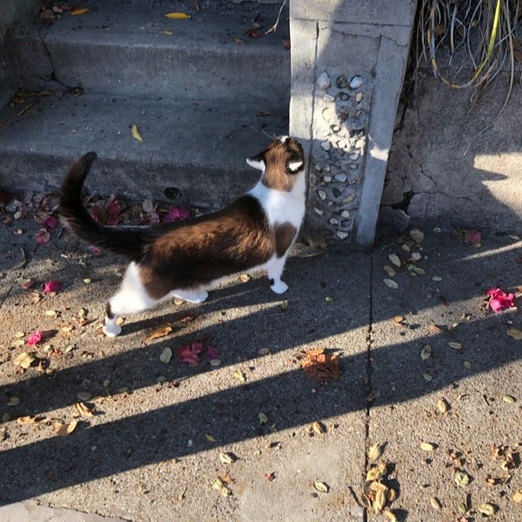 peach🐾 tweet media