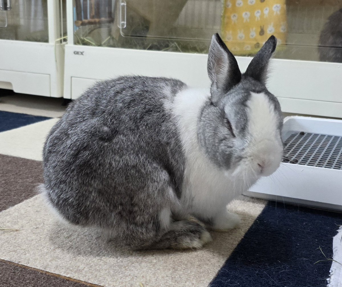 こんにちは😊🐰🐰🐰🐰 #うさぎ