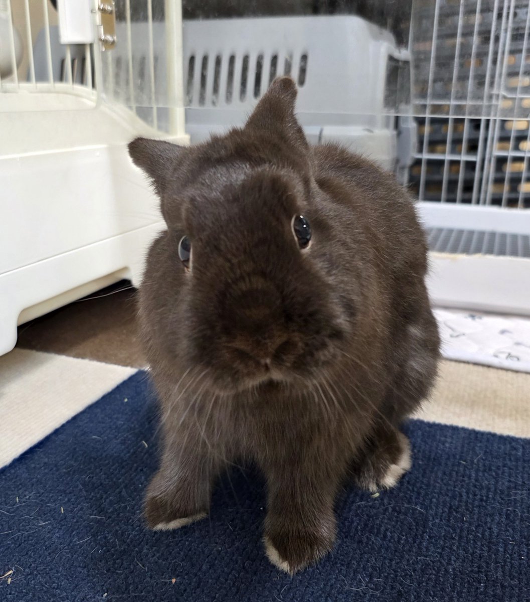 こんにちは😊🐰🐰🐰🐰 #うさぎ