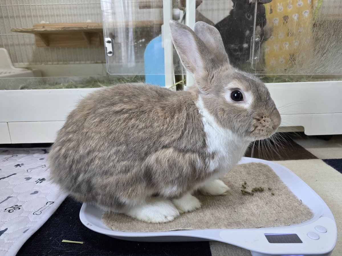 こんにちは😊🐰🐰🐰🐰 #うさぎ