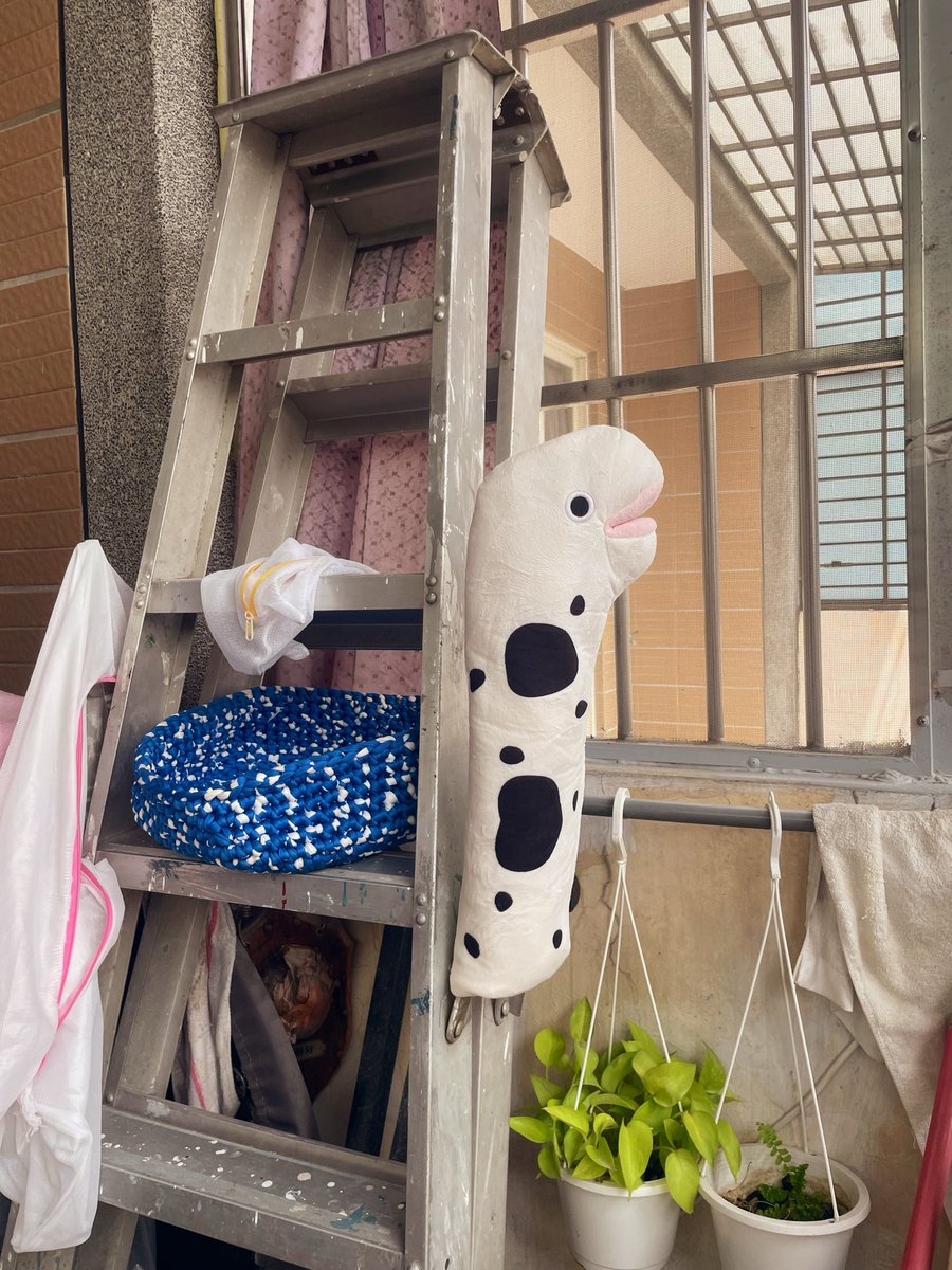 MayForest0502's tweet photo. 看到自己的花園鰻手偶被洗好插在梯子把手上……😂 https://t.co/rvoOlTVbmb