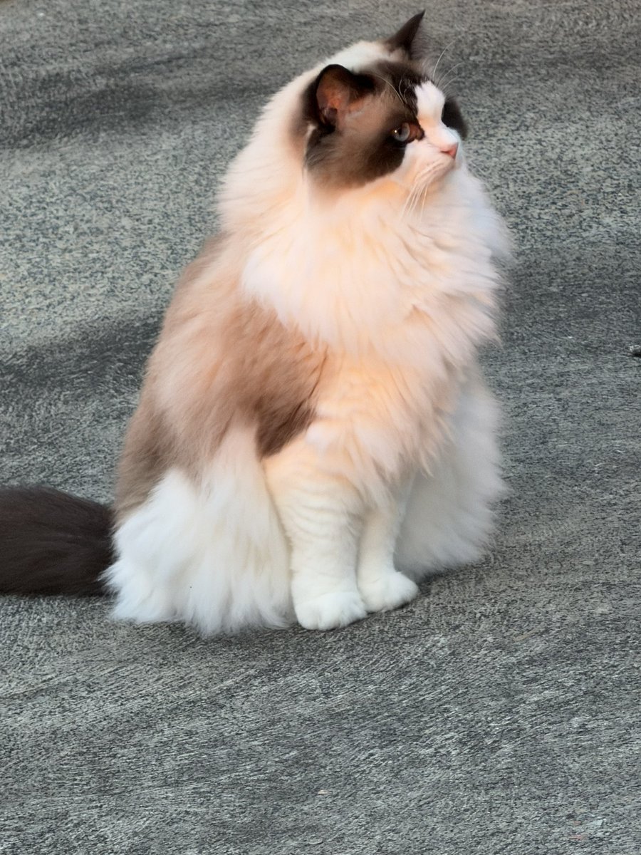 今天的日落，和我的俩美猫。哈哈
图1我在家后院拍的，
图2徐同学在钓鱼🎣的时候拍的。
他下午和朋友去钓鱼了，给我时间写东西，结果，我也没写出来个啥，还在开头😂😂😂 https://t.co/mEQx0nqjR6