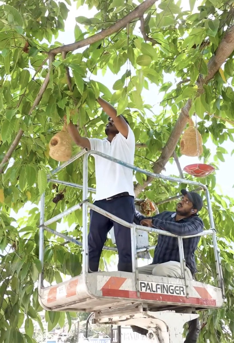 A beautiful initiative from Bhubaneswar. 

To help birds survive the harsh summer, BMC has installed artificial nests and water pots on trees.

What makes it even better - the nests are made from recycled coconut coir collected through waste-to-wealth efforts.

Urban conservation
