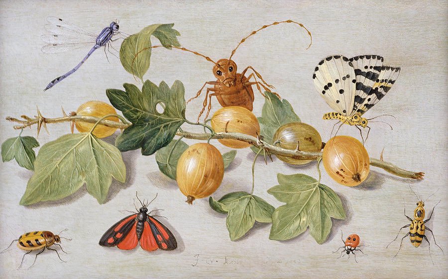 Botanitopya tweet media