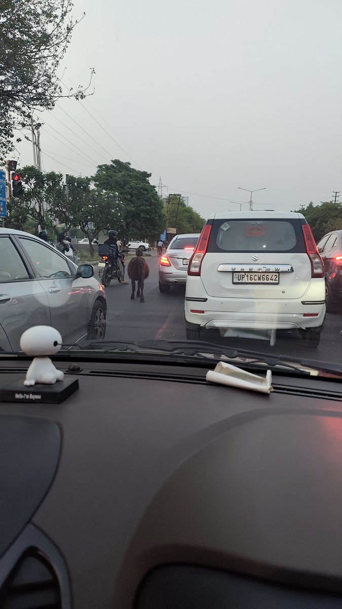 ur_whAT_IF's tweet photo. @dmgbnagar @noida_authority 
Noida Authority का masterstroke —
��ड़कों पर इतने stray animals कि हर drive एक adventure sport बन जाए।
विदेशी delegates शायद सोचें कि ये IT hub कम, safari park ज़्यादा है. 🐄 https://t.co/lc4rfDTDek