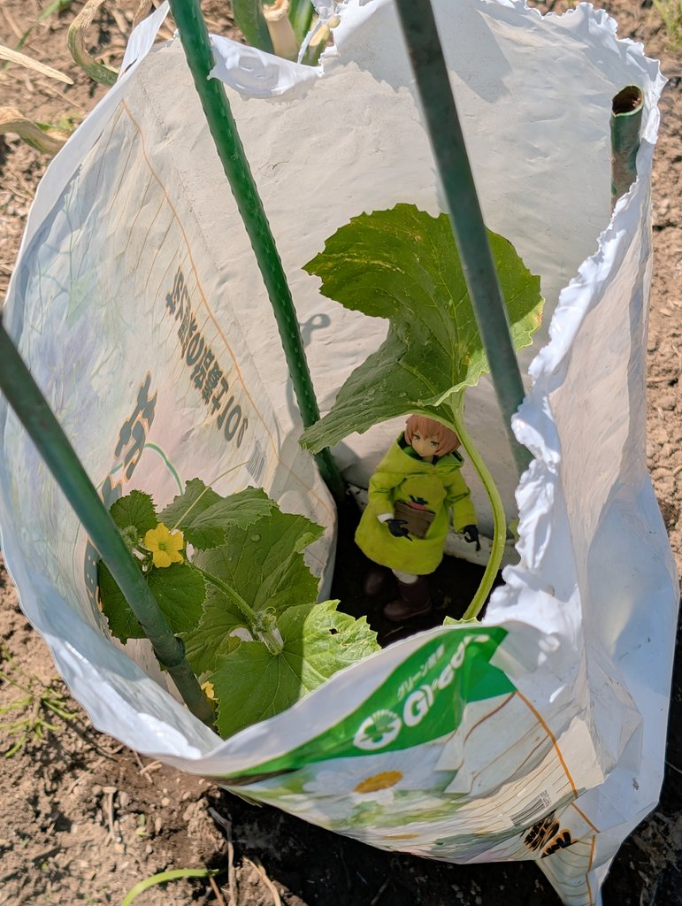 先日 苗を植え付けたメロンです。
ウリハムシ対策にと今回初めて行灯バリヤーを張ってみたところ思いのほか効果アリのようで花まで咲いてます！

🌼(⁠＾⁠∇⁠＾⁠)⁠ ｲｲｿﾞｲｲｿﾞ~♪

#ウチのコ園芸