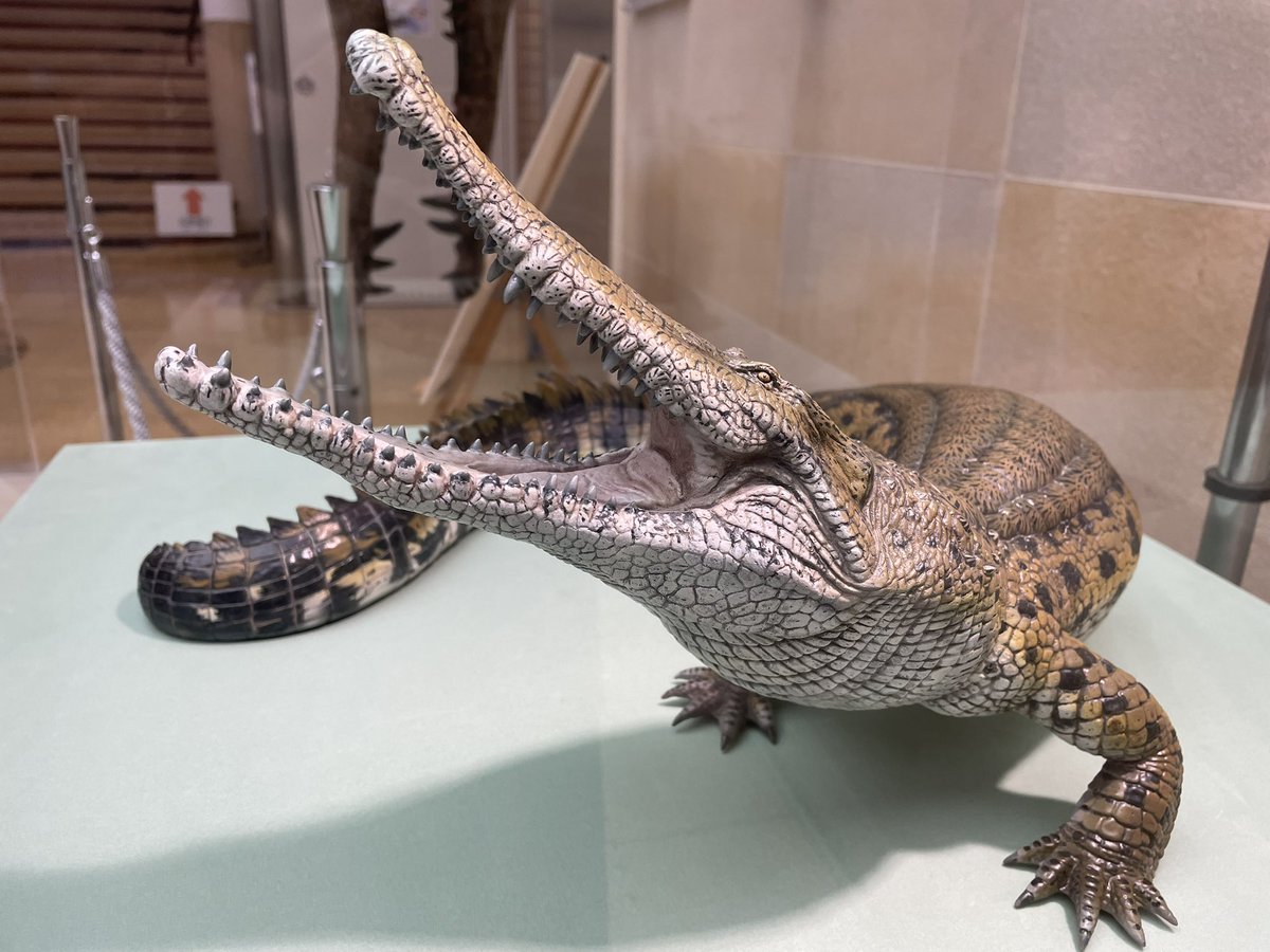 🐊ワニ倶楽部:菅原🐊 (@wanisuki0802) / Posts / X
