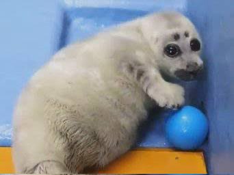 captainkroshik's tweet photo. the kind of baby pictures you find of your friend when you visit their house https://t.co/qxISbQs1Bg