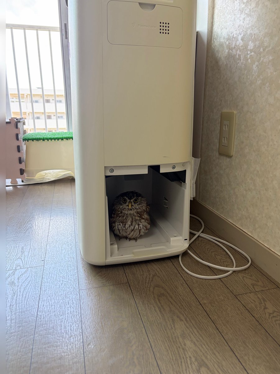 何してるの🤣🤣🤣 空気清浄機のお掃除中、ちょっと部屋を離れて戻っ