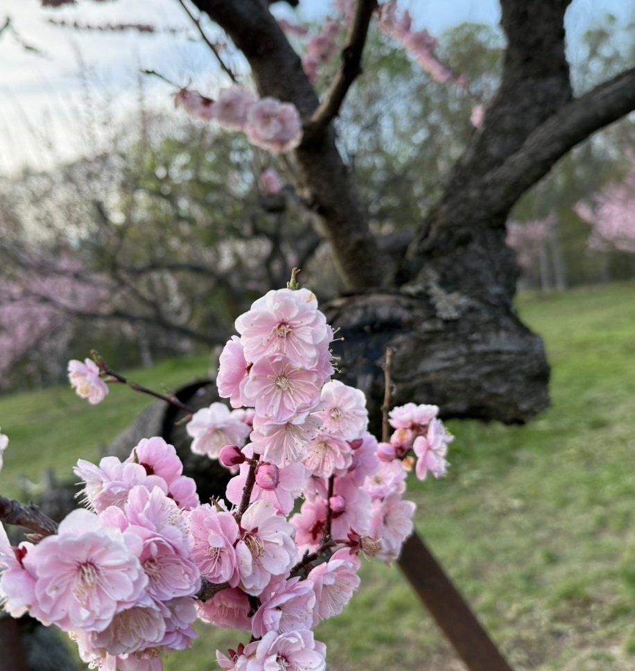 梅の花🌸
こちらは桜より梅のほうが遅かったりします
お散歩日和🚶歩いていると言葉がふわふわ浮かんできて何か書きたくなります😆