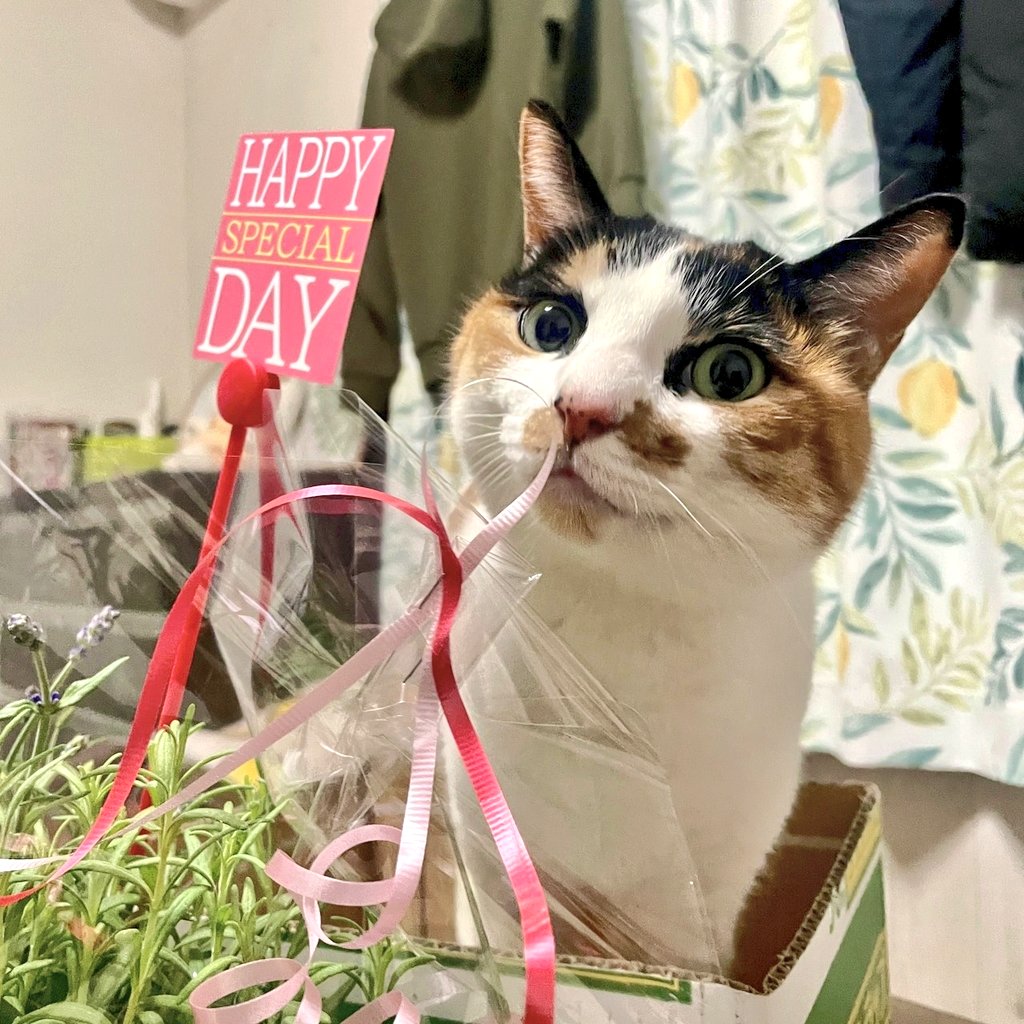 こんなに可愛い子を産んでくれたママにゃんに感謝の日 ＃ねこ好きさん