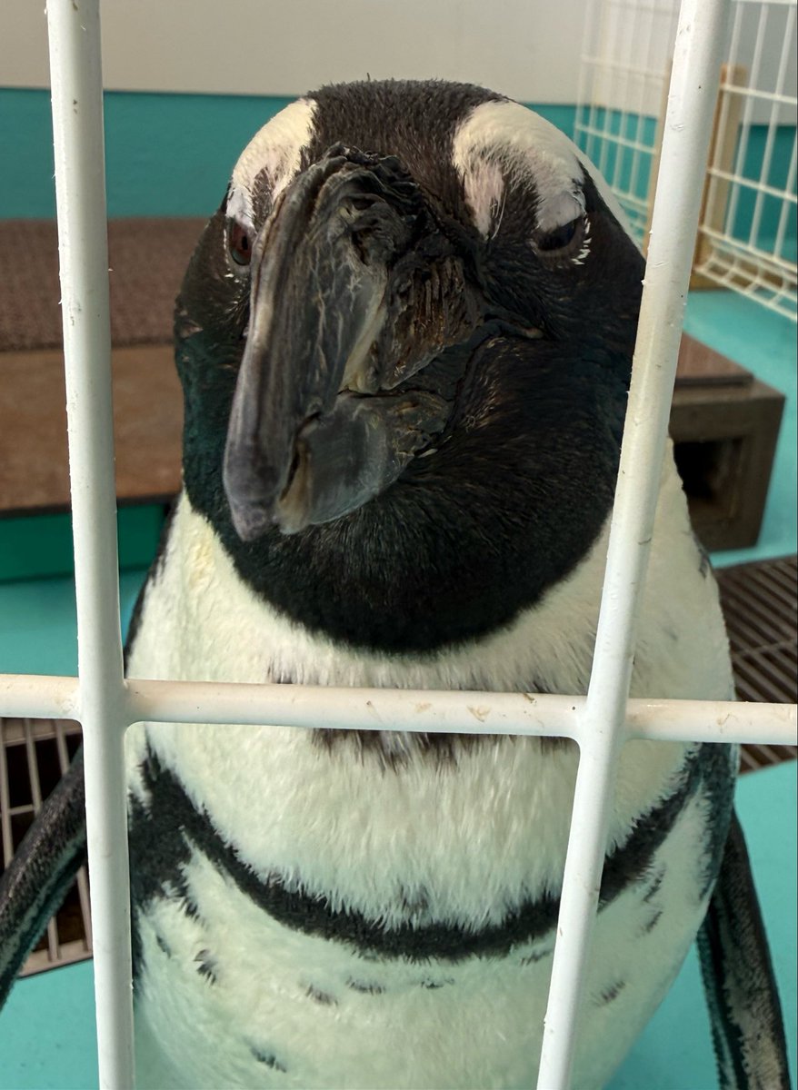 ペンギンカフェ テイル tweet media