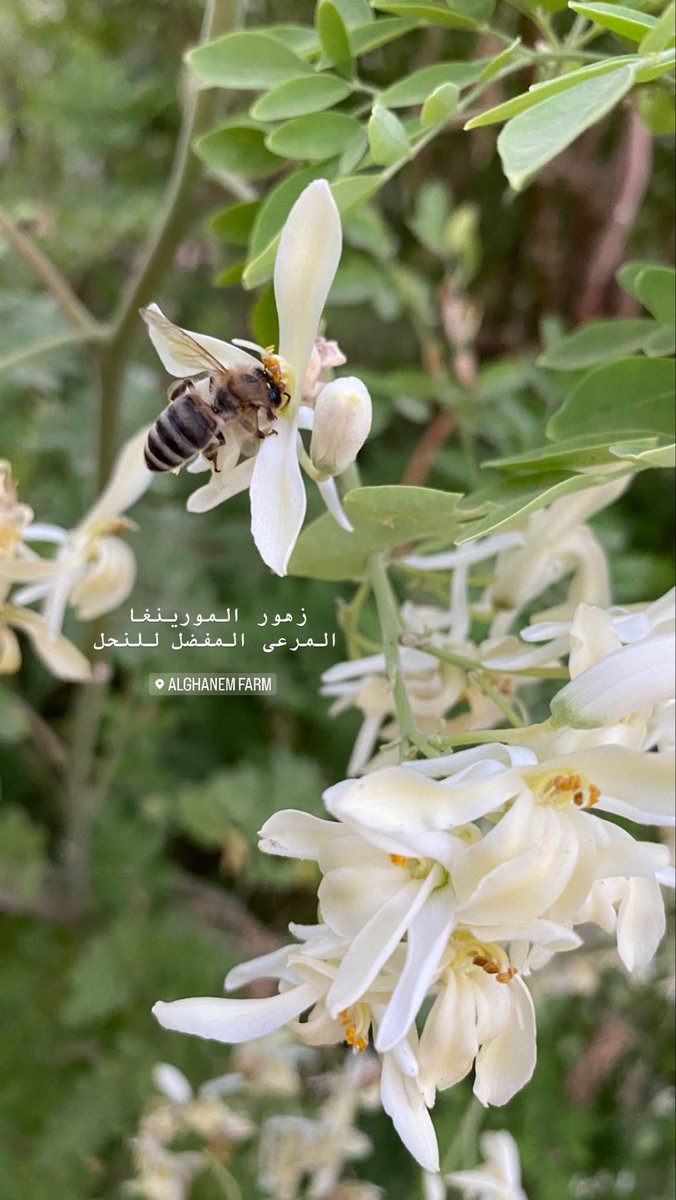 مزرعة الغانم tweet media