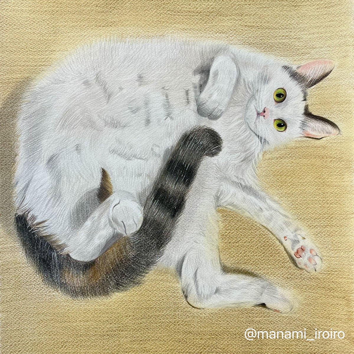 もふもふ特等席 色鉛筆画 我が家の愛猫を描きました！ #色鉛筆画